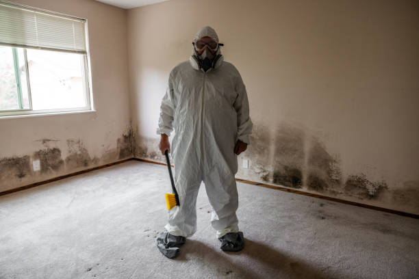 Attic Mold Removal in St Andrews, SC